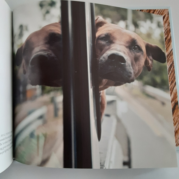 Dogs Hanging out of Windows - Picture 4 of 11